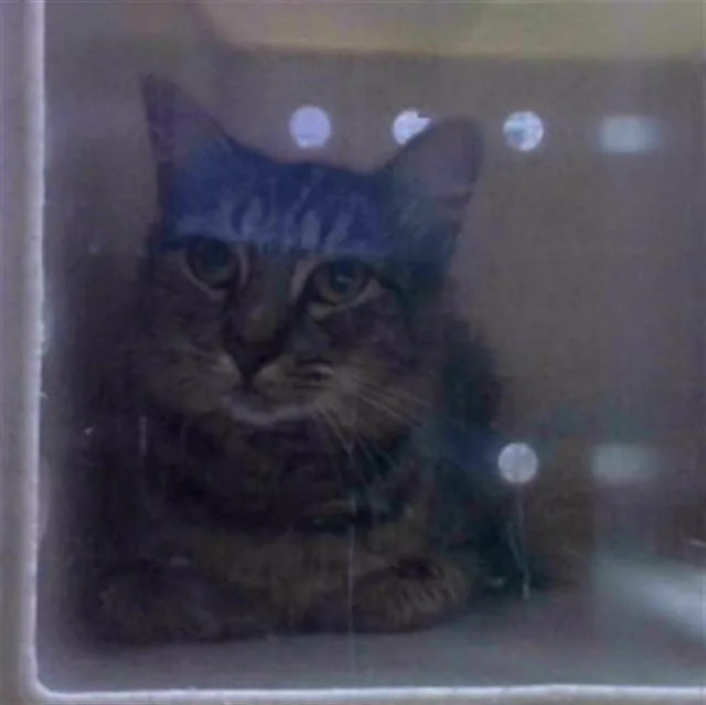An adult small-sized female Domestic Short Hair cat named Spitfire for adoption in Tallahassee, FL