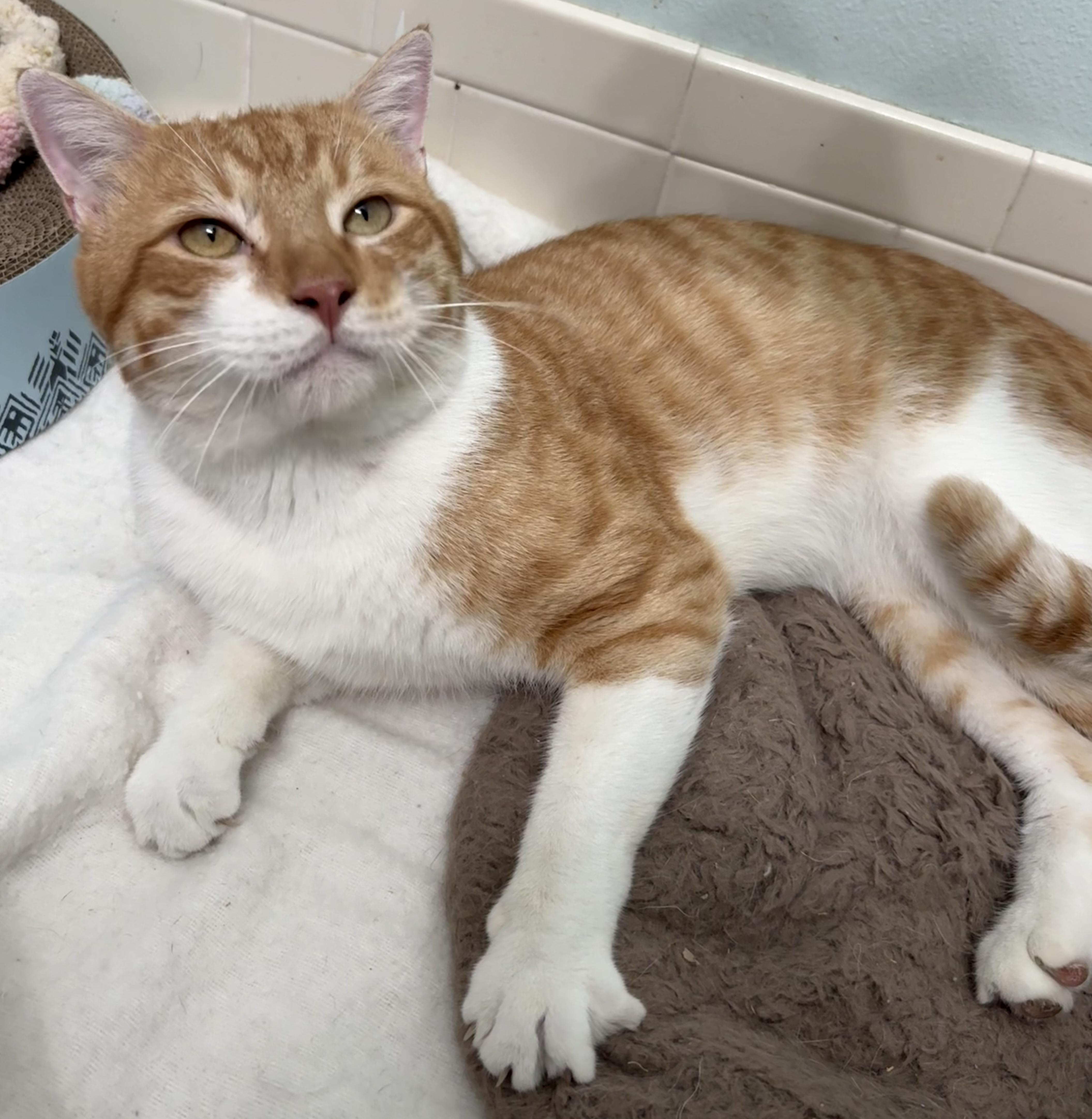 A young large-sized male Tabby (Tiger Striped) Tiger cat named Sunny D for adoption in Brooksville, FL