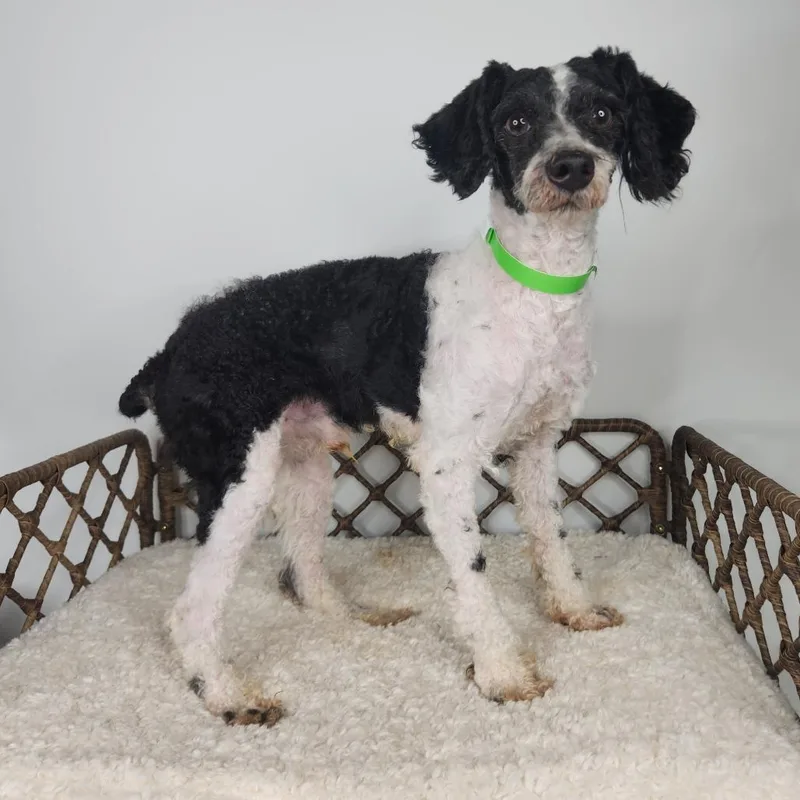 An adult small-sized male Miniature Poodle dog named Jasper for adoption in Fort Wayne, IN
