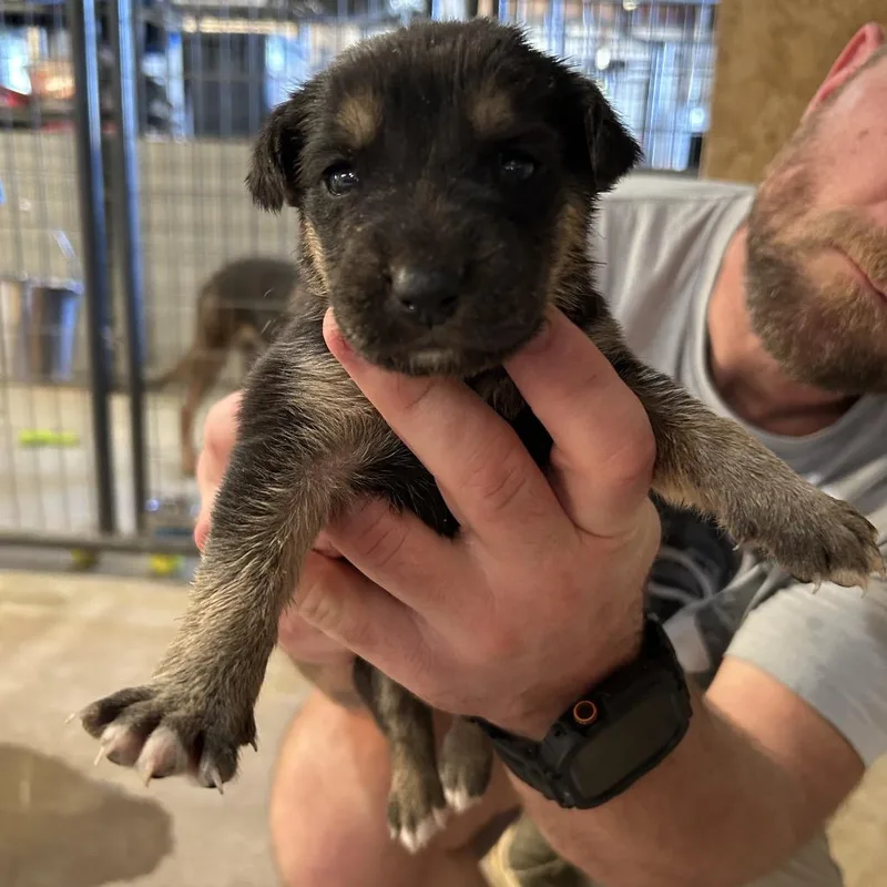 A baby medium-sized male Black Mixed Breed dog named Pupperoni for adoption in Leander, TX