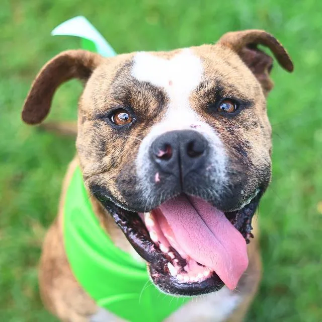 An adult medium-sized male American Bulldog dog named Blu for adoption in San Antonio, TX
