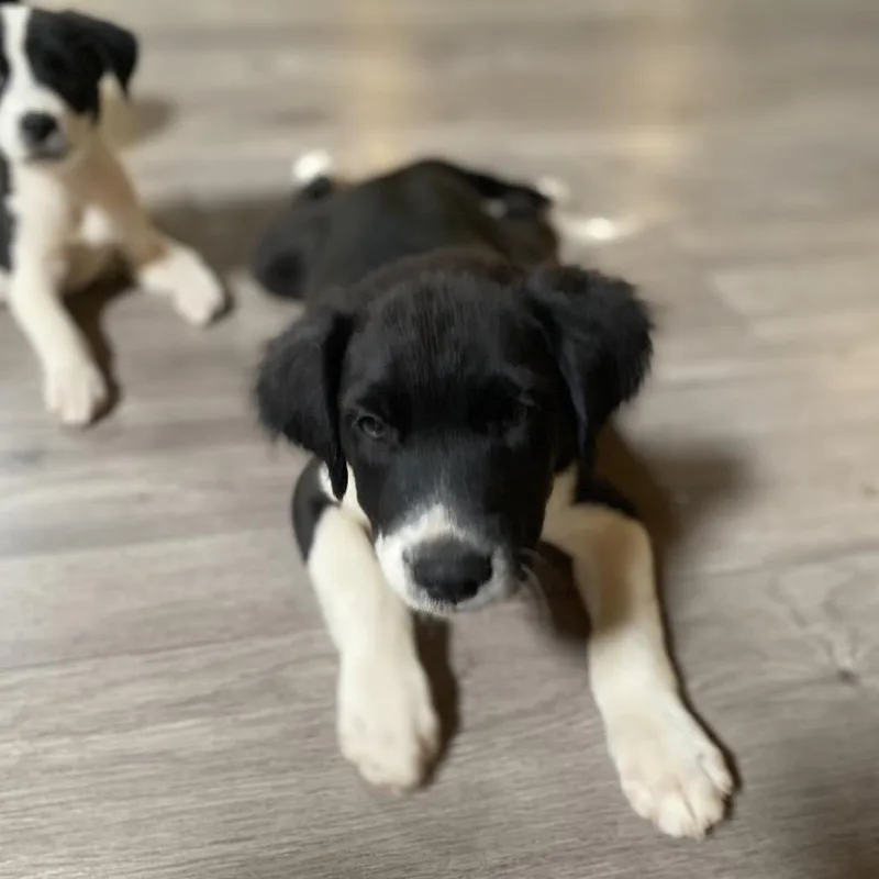 A baby medium-sized male Border Collie dog named America for adoption in Escondido, CA