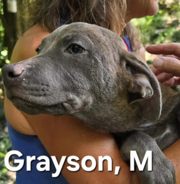 Grayson