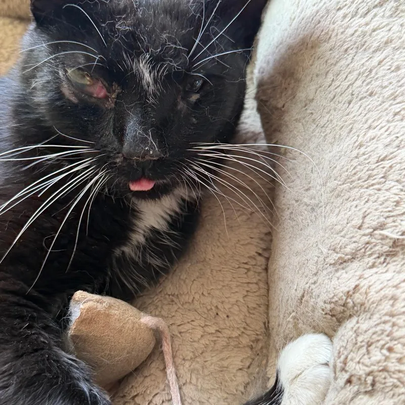 A young small-sized male Black Domestic Short Hair cat named Sweet Baby Jay for adoption in Brooklyn, NY
