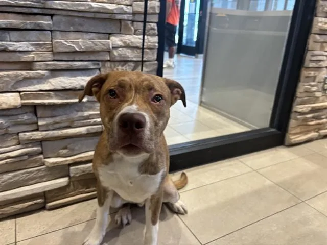 A young large-sized male Pit Bull Terrier dog named Pablo for adoption in Garland, TX