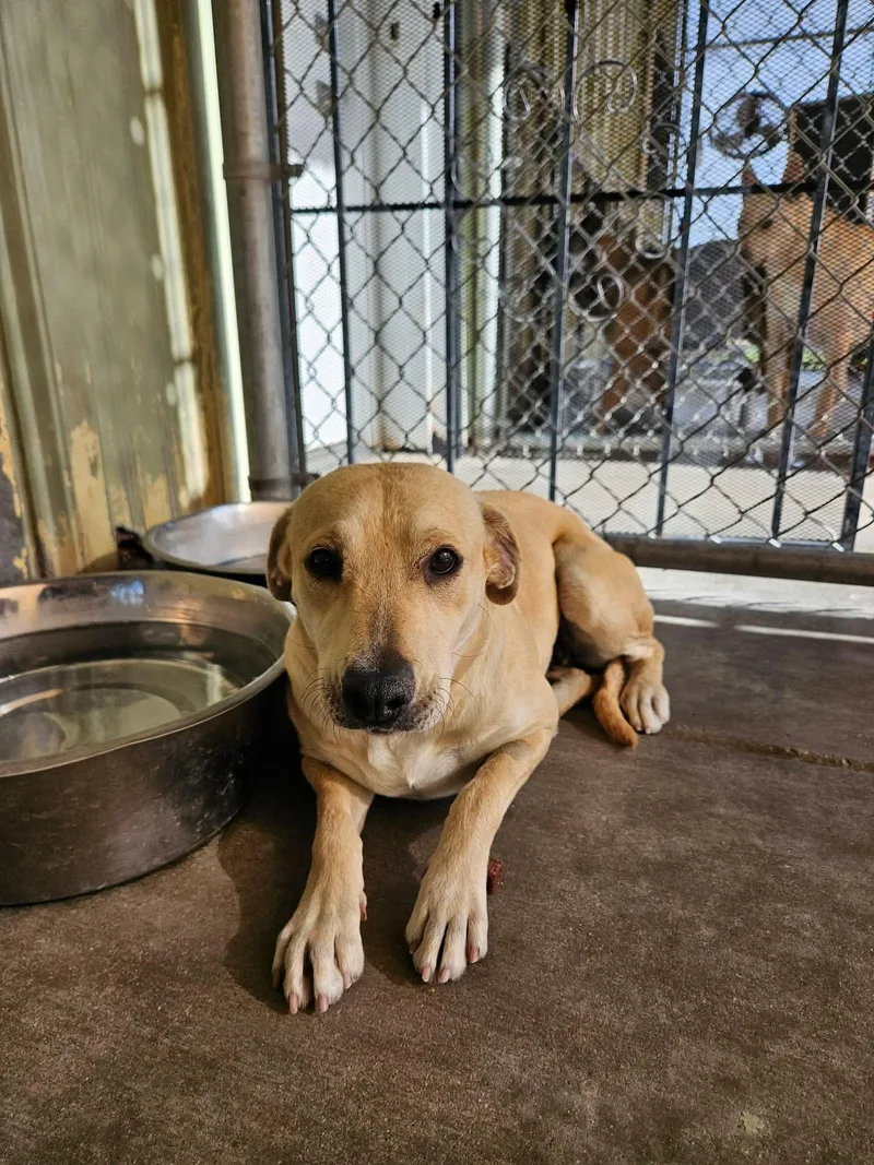 A young large-sized female Labrador Retriever dog named Strawberry for adoption in El Centro, CA