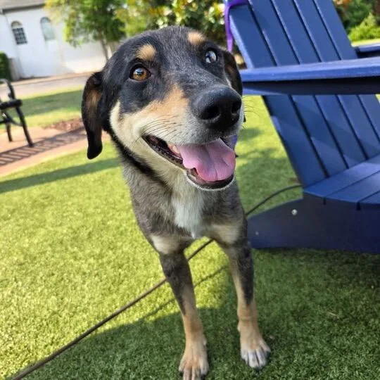 A young medium-sized male Gray / Blue / Silver Mixed Breed dog named Captain for adoption in Jersey City, NJ