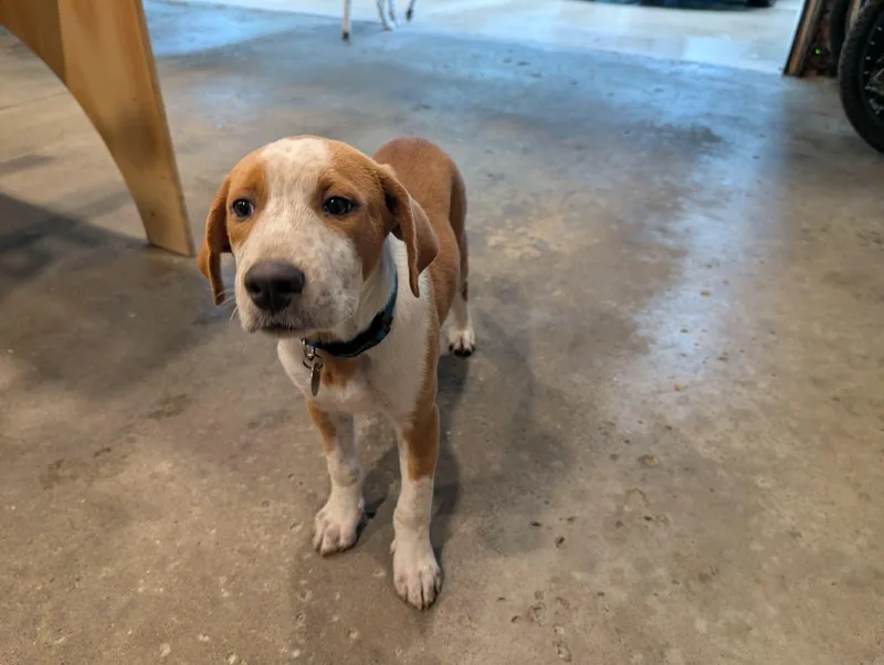 A baby medium-sized male Mixed Breed dog named Loki for adoption in De Pere, WI