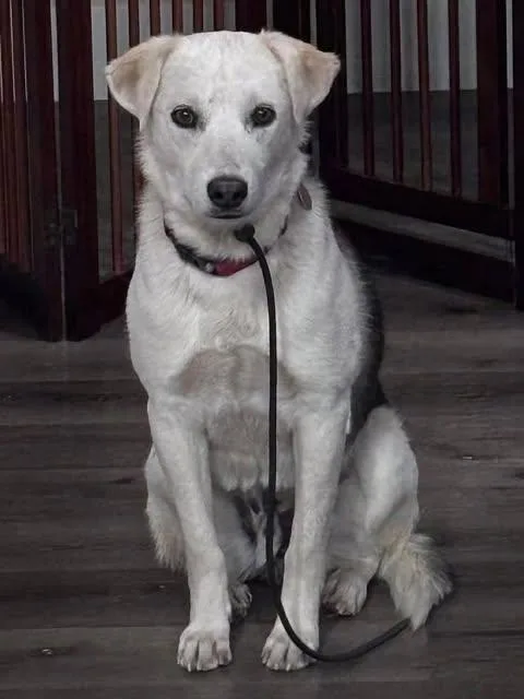 Toby