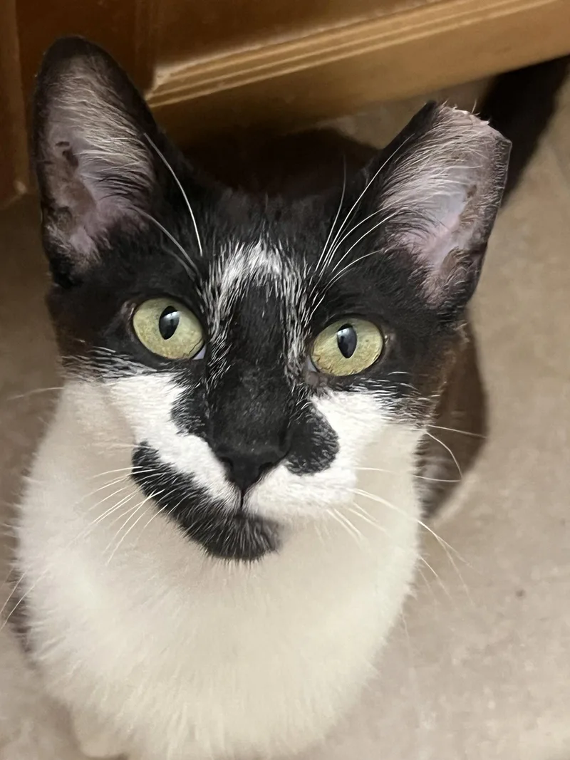 An adult medium-sized female Black & White / Tuxedo Domestic Short Hair cat named Clarabelle for adoption in Wheaton, IL