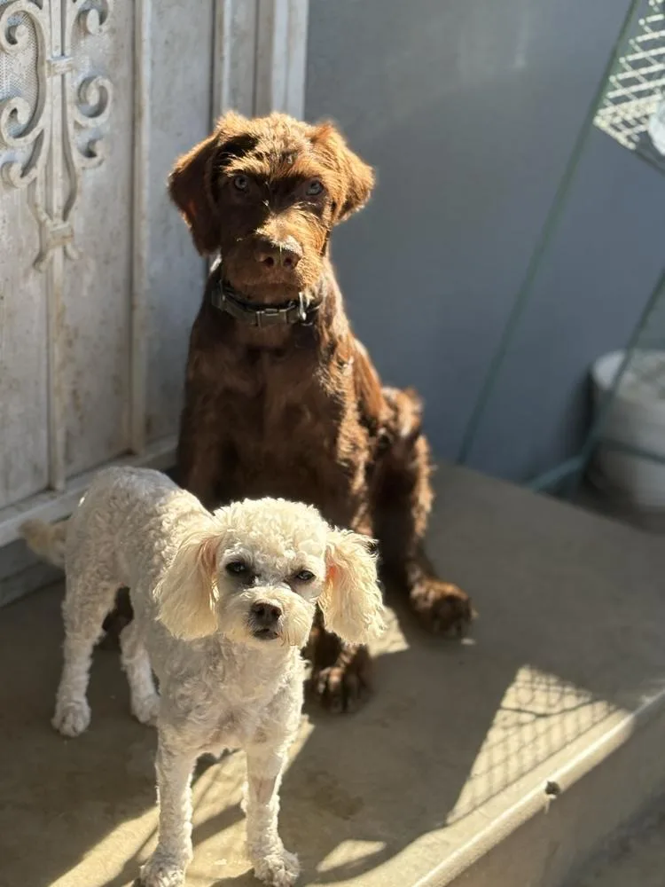 A young small-sized female White / Cream Poodle dog named Audrey for adoption in San Diego, CA
