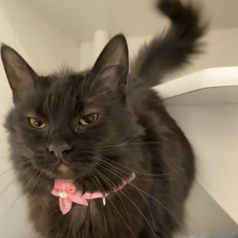 Artemis