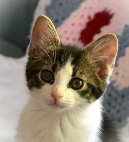 A baby small-sized male Brown / Chocolate Domestic Short Hair cat named Sirius for adoption in Annapolis, MD