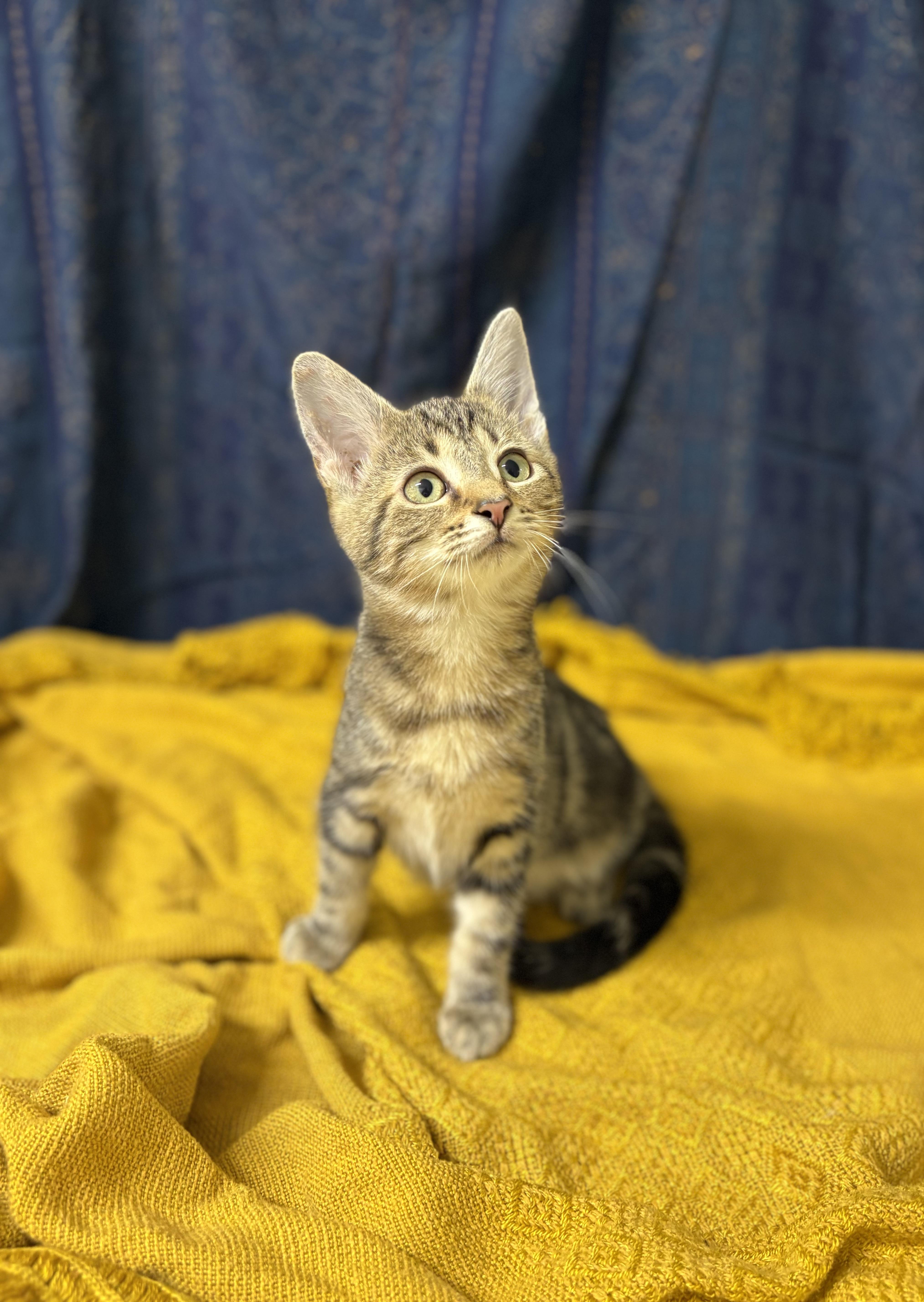 A young medium-sized female Tabby (Tiger Striped) Domestic Short Hair cat named Thumbelina for adoption in Upper Sandusky, OH