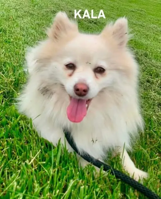 An adult small-sized female White / Cream Pomeranian dog named Kala for adoption in Bowling Green, OH