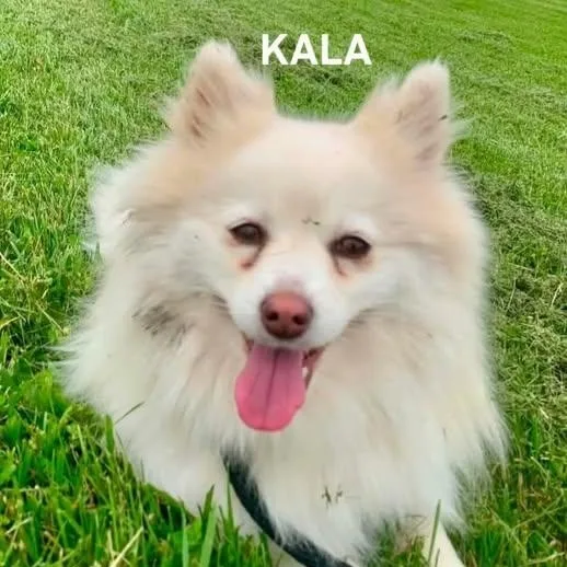 Kala thumbnail 3