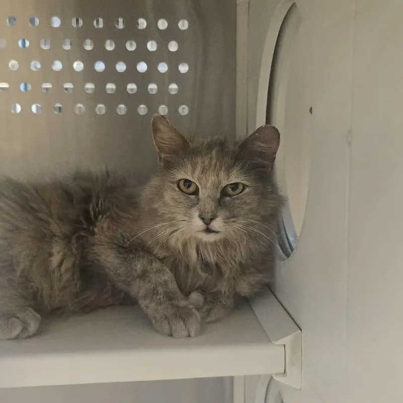 An adult medium-sized female Dilute Tortoiseshell Domestic Long Hair cat named Harmony for adoption in Orange, VA