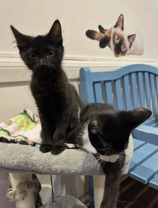 A baby small-sized female Black Domestic Short Hair cat named Nox for adoption in The Colony, TX