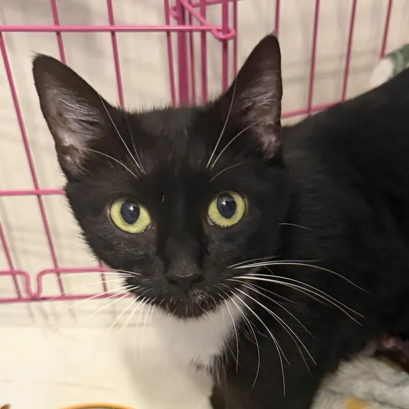 An adult small-sized female Black American Shorthair cat named Doris for adoption in Newberg, OR
