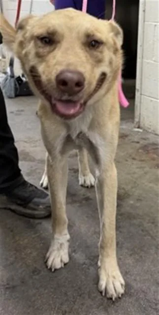 A young large-sized male German Shepherd Dog dog named Bear for adoption in San Bernardino, CA
