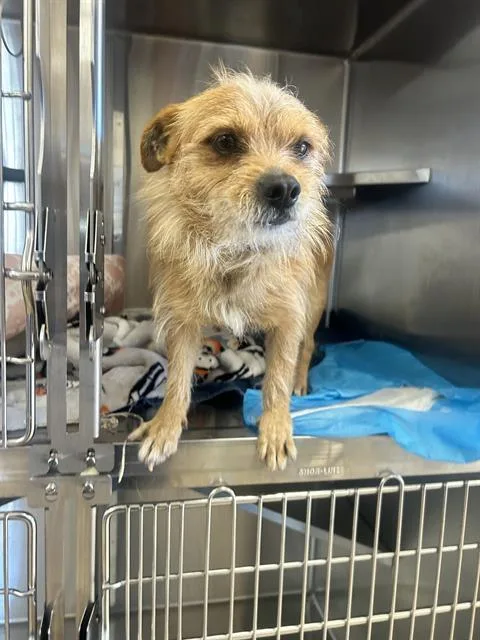 An adult small-sized male Terrier dog named Nacho for adoption in Chula Vista, CA