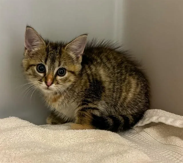 A baby small-sized female Domestic Short Hair cat named Bristol for adoption in Statesville, NC