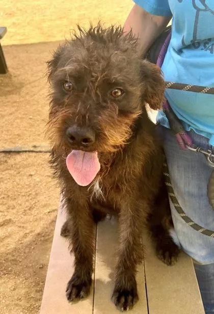 An adult medium-sized male Brown / Chocolate Mixed Breed dog named Neal for adoption in Georgetown, TX