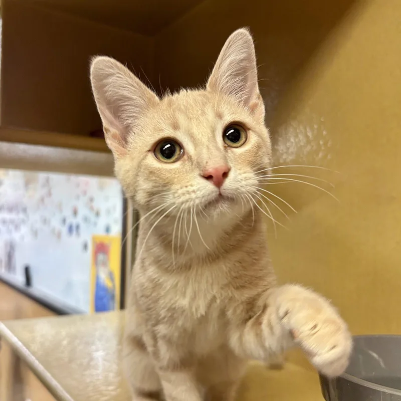A baby medium-sized male Orange / Red Domestic Short Hair cat named Bandit for adoption in Sonora, CA