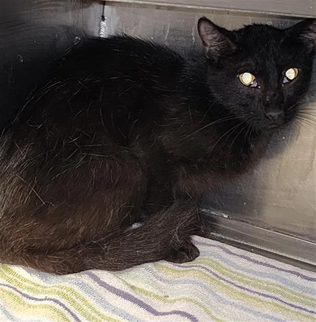 A young small-sized female Domestic Short Hair cat named Pingpong for adoption in Conroe, TX