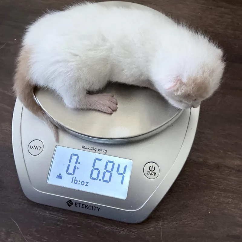 A baby small-sized male White Domestic Short Hair cat named Charlie for adoption in Cartersville, GA