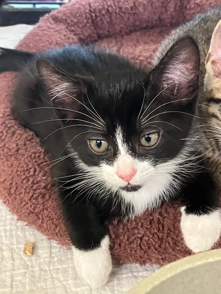 A baby small-sized male Domestic Short Hair cat named Liam for adoption in Lunenburg, MA
