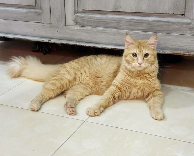 A baby medium-sized male Orange / Red Maine Coon cat named Butterscotch Is Soooo Delicious! for adoption in Bedford Hills, NY