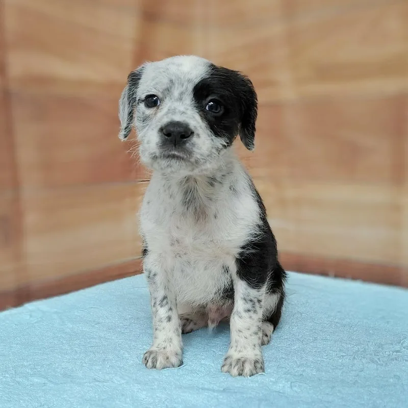A baby medium-sized male Black Standard Poodle dog named Shiloh for adoption in Griswold, CT