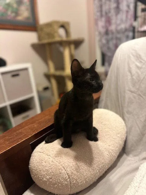 A young medium-sized male Black Domestic Short Hair cat named Cricket for adoption in Ocean Pines, MD