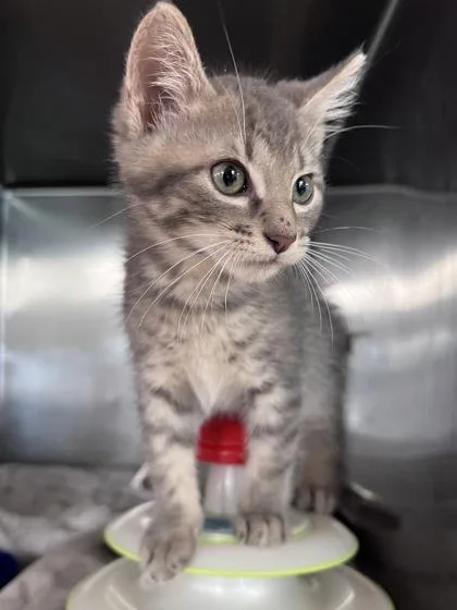 A baby small-sized male Domestic Short Hair cat named Soul for adoption in Houston, TX