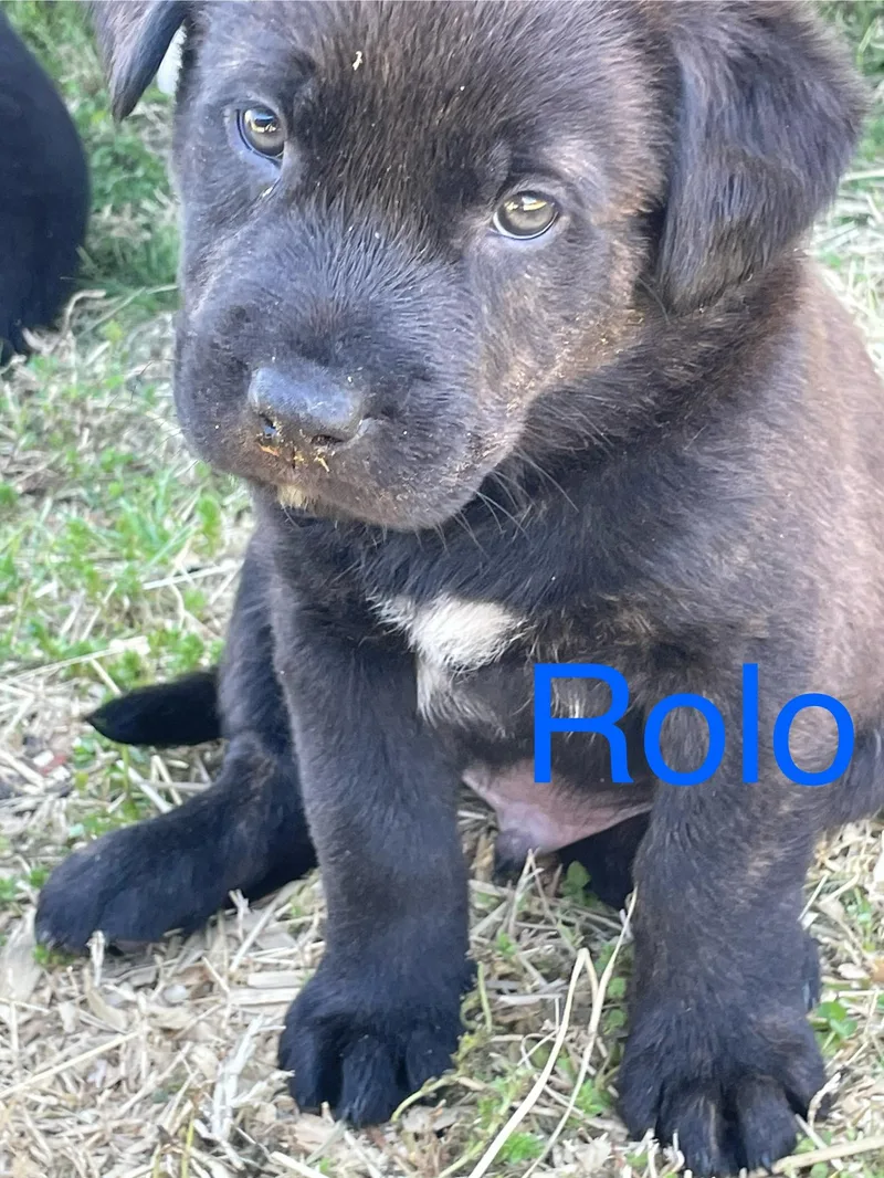 A baby medium-sized male Brindle Pit Bull Terrier dog named Rolo for adoption in Texarkana, TX