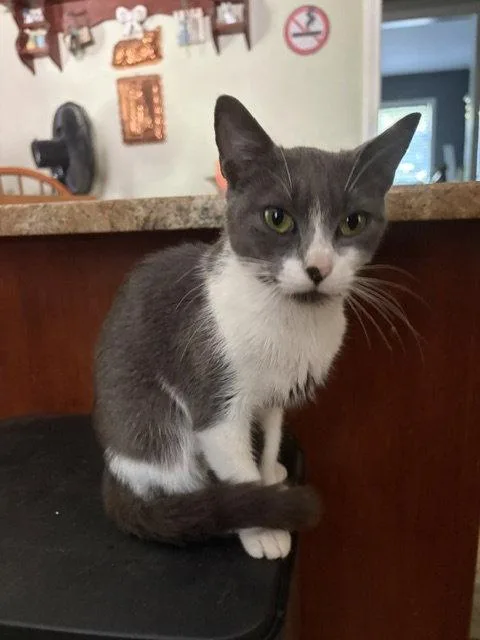 A young medium-sized female Gray & White Domestic Short Hair cat named Mia for adoption in Naugatuck, CT