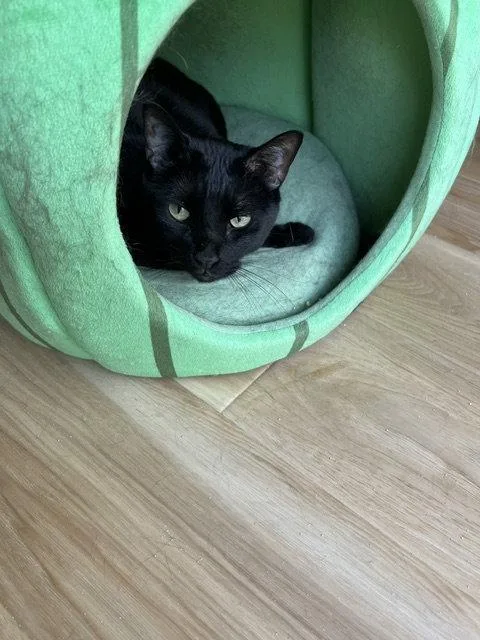 An adult medium-sized female Black Domestic Short Hair cat named Nightingale for adoption in Naples, FL