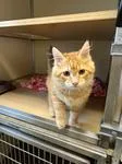 A baby medium-sized male Orange / Red Domestic Long Hair cat named Norris for adoption in Sterling, CO
