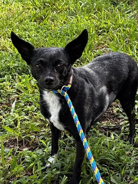 An adult small-sized female Chihuahua dog named Ebbie for adoption in Fort Lauderdale, FL