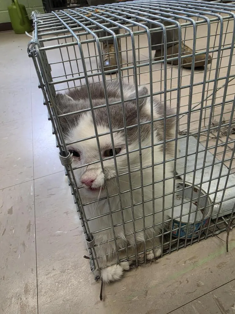 A young medium-sized male Domestic Medium Hair cat named Ziggy for adoption in Burnsville, NC
