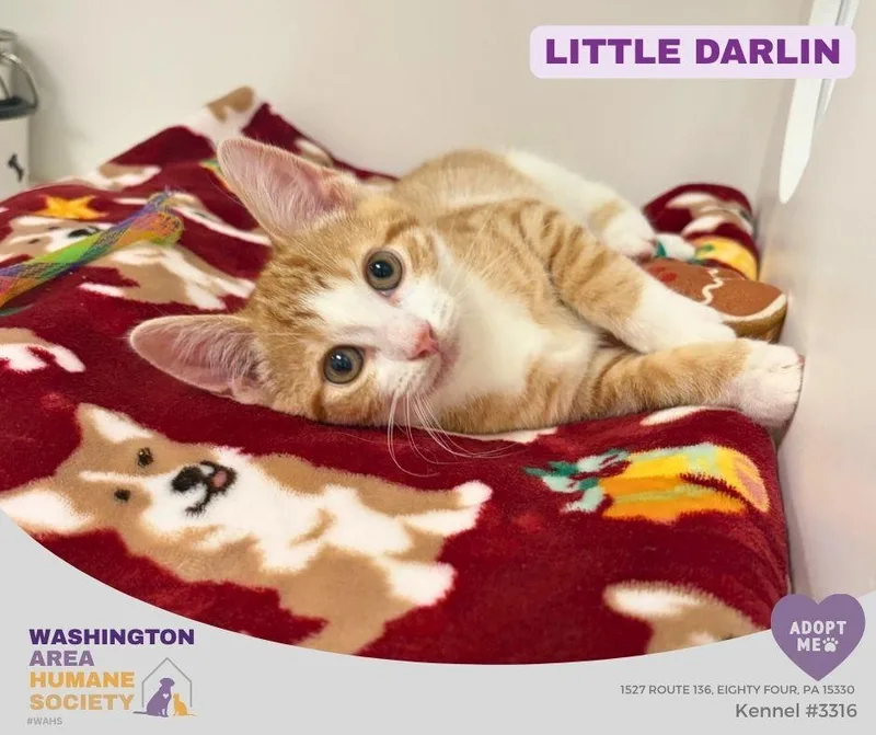 A baby small-sized female Orange & White Domestic Short Hair cat named Little Darlin for adoption in Eighty Four, PA