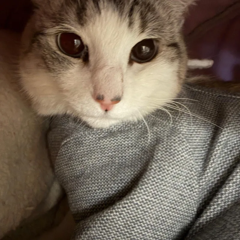 Daisy And Cream thumbnail 2