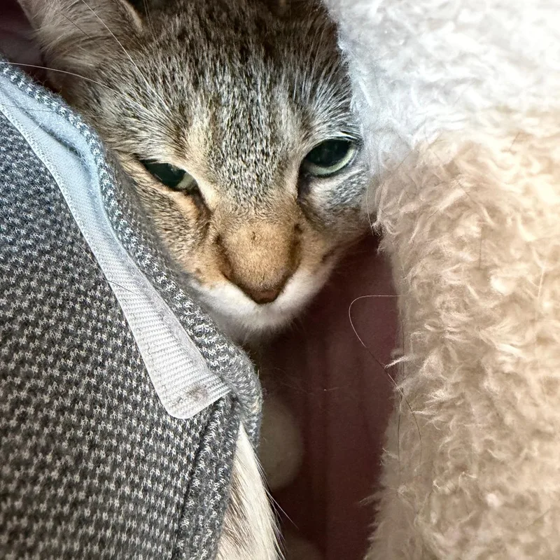 Daisy And Cream thumbnail 3