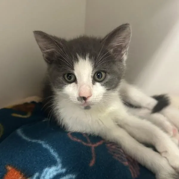 A baby small-sized male Domestic Medium Hair cat named Tom Nook for adoption in Walnut Creek, CA