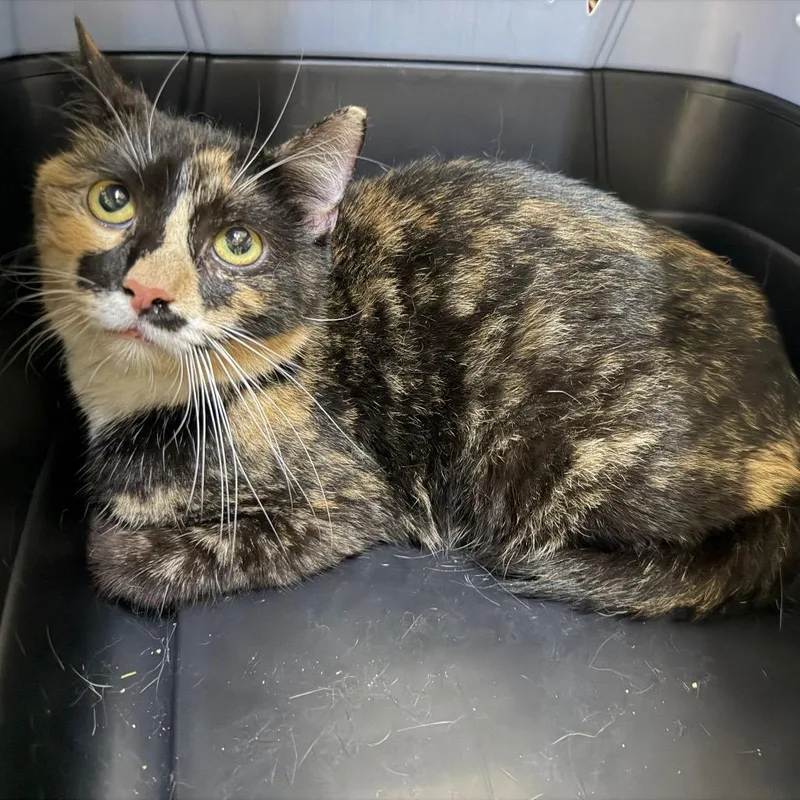 An adult medium-sized female Tortoiseshell Domestic Short Hair cat named Swifty for adoption in Perkiomenville, PA