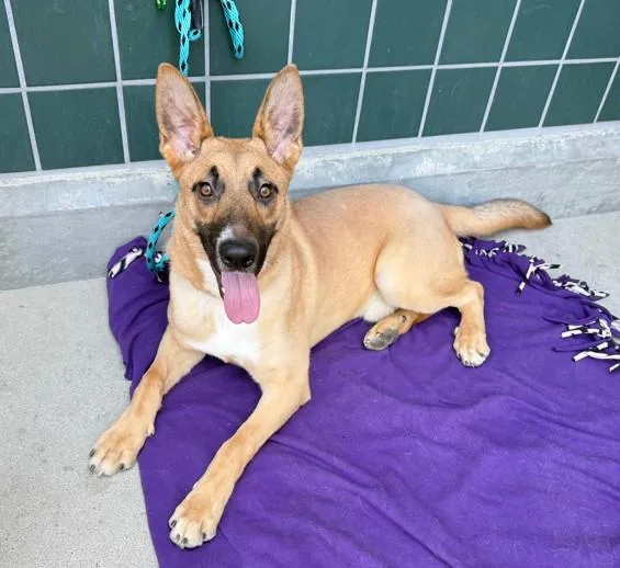 A young small-sized male German Shepherd Dog dog named Aspen for adoption in Rancho Cucamonga, CA