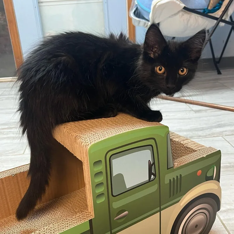 A baby small-sized female Black Domestic Short Hair cat named Fallon for adoption in Granville, OH