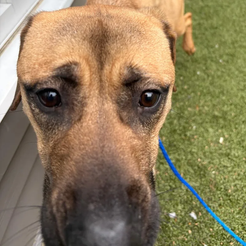 A young large-sized female Yellow / Tan / Blond / Fawn Cane Corso dog named Luna Azul for adoption in Greensboro, NC