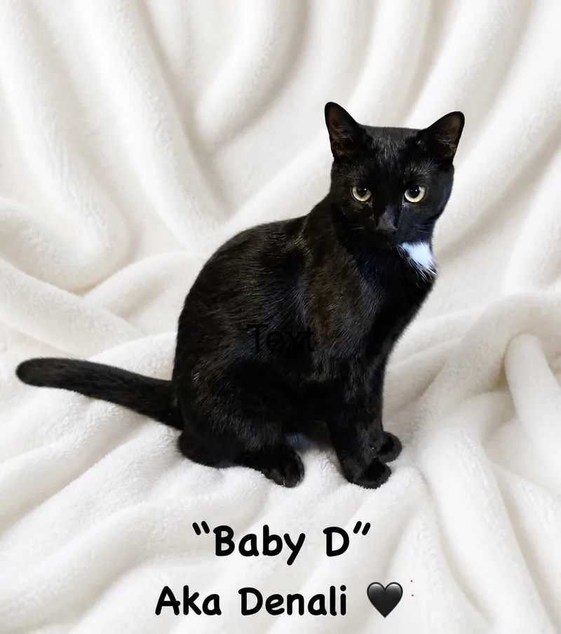 A young medium-sized male Black & White / Tuxedo Domestic Short Hair cat named Baby D Aka Denali for adoption in Copley, OH
